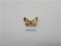 藏品(尺蛾178)的圖片